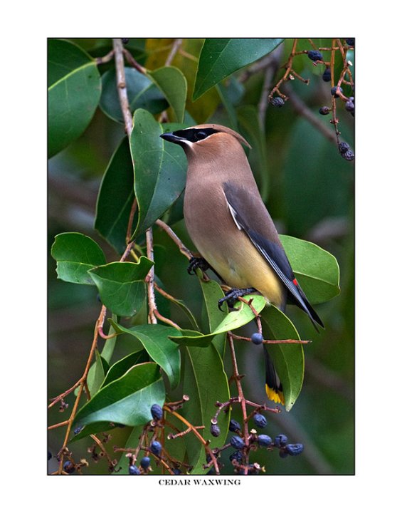 B8765 cedar waxwing.jpg